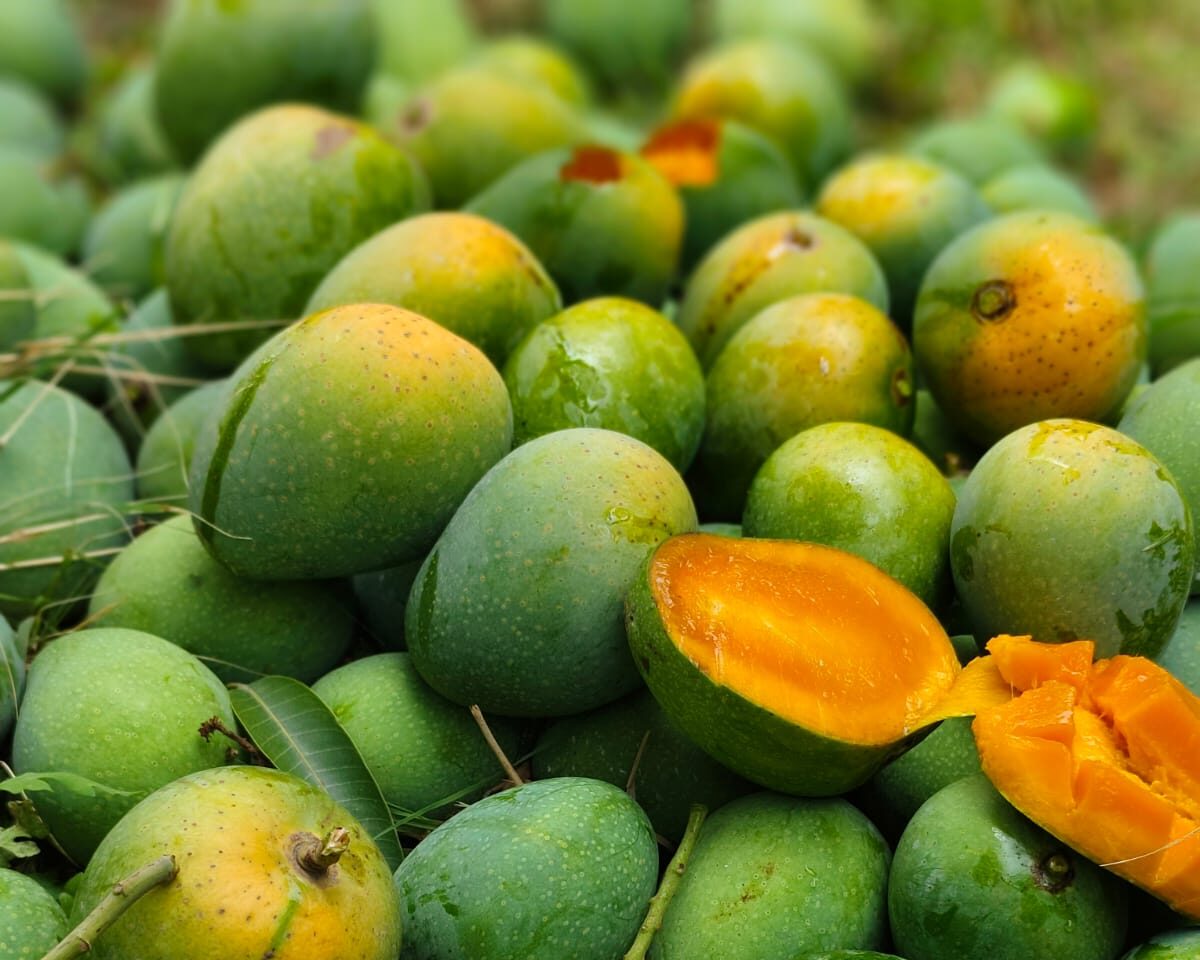 Himsagar mangoes for premium gift boxes