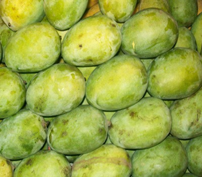 langra mango for classic Rajshahi orders